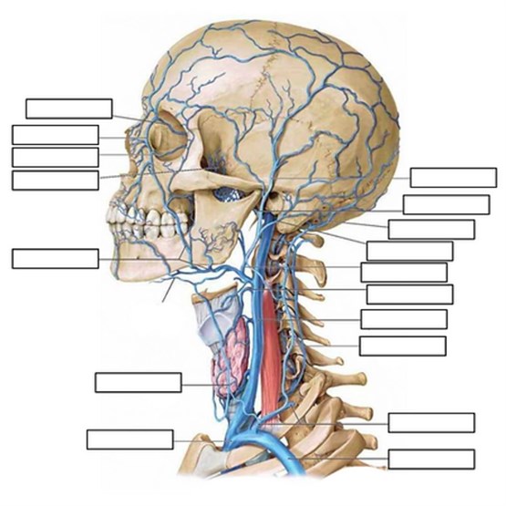 Anatomy & Physiology Course Level 2 & 3 Online Course