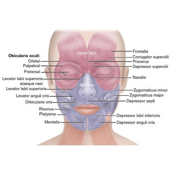Level 4 Award Facial Anatomy and Physiology - Website - Online
