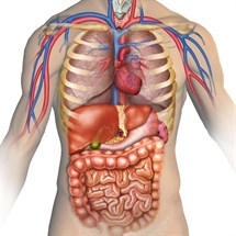 Sunshine Anatomy and Physiology Course