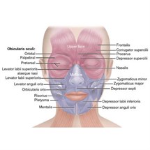 Level 4 Award Facial Anatomy and Physiology